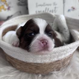 Rosie - Liver and white female Shih Tzu puppy in Avondale, Arizona from Riley Family Shih Tzus