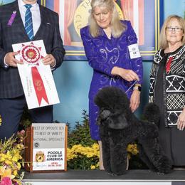 Gunner - Poodle