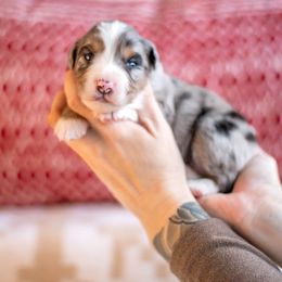 DANCER - Blue merle female Miniature American Shepherd puppy in Puyallup, Washington from TRAILS END GEMINI