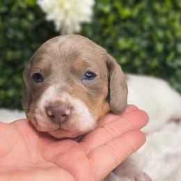 Jacob - Fawn (Isabella) male Dachshund puppy in Jackson, Tennessee from BlackPine Kennels