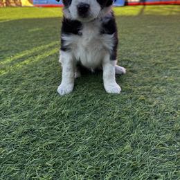 Aussiedoodle Puppies from Penny’s Pals
