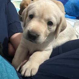 Green - Yellow male Labrador Retriever puppy in Dennis, Mississippi from Outlaw Ridge Kennels