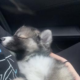 Siberian Husky Puppies from TRUHUSKY SIBERIANS