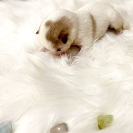 Siberian Husky Puppies from Vixen Siberians