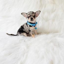 Tommy - Blue merle male Chihuahua puppy in Sacramento, California from Honey Bee Chihuahua’s