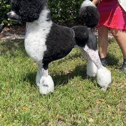 Tgin - Poodle
