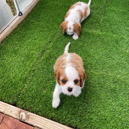 Cavalier King Charles Spaniel Puppies from Austin Cavaliers