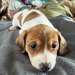 Girl One - Piebald female Dachshund puppy in Phoenix/Chandler, Arizona from Jennifer's Guardian Doxies