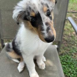 POLY - Blue merle female Collie puppy in Yukon, Oklahoma from ColliesOklahoma