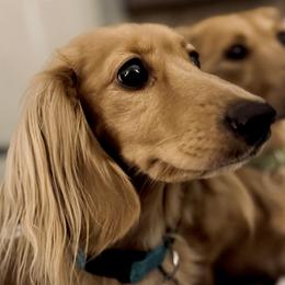 Dachshunds from Cotton Creek Dachshunds