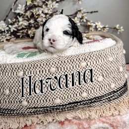 Havana - Black and chalk Australian Labradoodle puppy in Decatur, Alabama from Southern Meadows Doodles