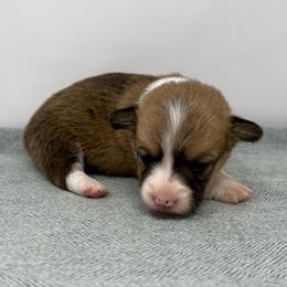 Roo - Sable female Pembroke Welsh Corgi puppy in Waco, Texas from The Comma Corgis