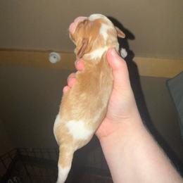 Boy 1 - Blenheim male Cavalier King Charles Spaniel puppy in Louisville, Kentucky from Royal Quin Cavaliers