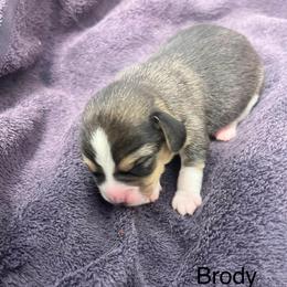 Brody - Black tan and white male Beagle puppy in Harrison, Arkansas from Leslie Beagles of Leslie Farm