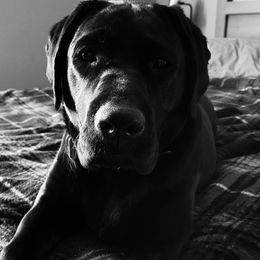 Labrador Retriever All Grown Up from Royal Ridge Labs