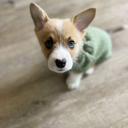 American Corgi Puppies from R and b corgis and farm