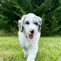 Fleece Lightning - Blue merle and white male Sheepadoodle puppy in Adams, Nebraska from Boxcar Doodles and Poodles