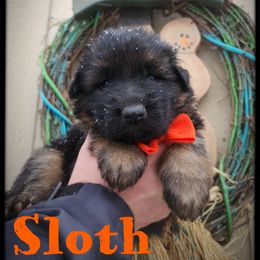 Sloth - Black and tan male German Shepherd puppy in Fort Jennings, Ohio from Von Holtzapple German shepherds