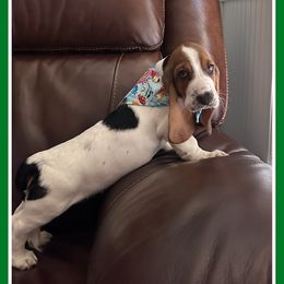 Boy 4 - Basset Hound puppy in Columbia, South Carolina from Pawmetto Hounds