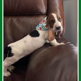 Boy 4 - Basset Hound puppy in Columbia, South Carolina from Pawmetto Hounds
