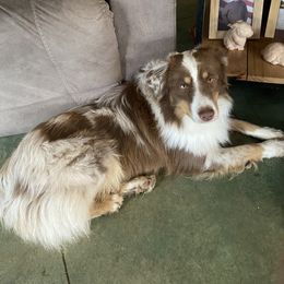 Carter - Miniature Australian Shepherd