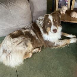 Carter - Miniature Australian Shepherd