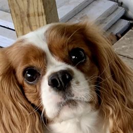 Cavalier King Charles Spaniel All Grown Up from Coxson’s Cavaliers