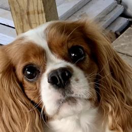 Cavalier King Charles Spaniel All Grown Up from Coxson’s Cavaliers