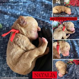 NATALIA - Red Collar Girl - Red  female Poodle puppy in Charlo, Montana from Heavenly Hilltop Farm