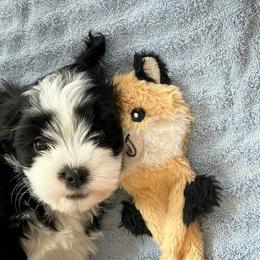 Girl 3 - Black and white female Havanese puppy in Melba, Idaho from Lawson Havanese