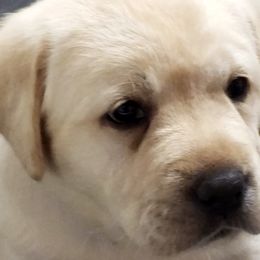 Labrador Retriever Puppies from Seahawk Labradors
