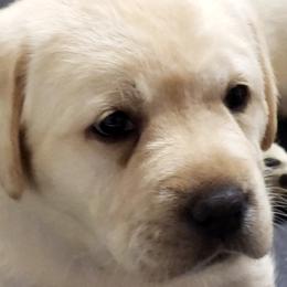 Labrador Retriever Puppies from Seahawk Labradors