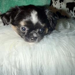 Blk tri - Black and tan male Chihuahua puppy in Newport, Kentucky from Chihuahua Casa