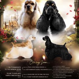 Girl 1 - female Cocker Spaniel puppy in Port Washington, New York from Belive in Dreams Cockers