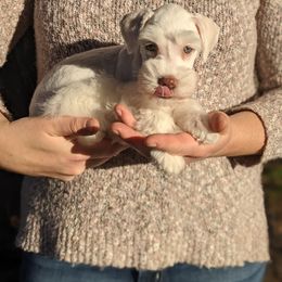 Aussiedoodle and Miniature Schnauzer Puppies from Cedar Creek Ranch