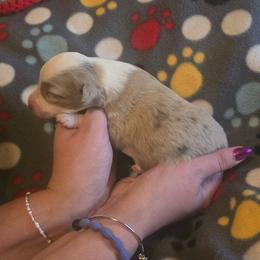 Ragnar - Red merle male Miniature Australian Shepherd puppy in Arlington, Texas from CopperHead Aussies