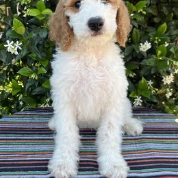 Goldendoodle Puppies from Cali Doodles