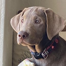 Sullivan - Labrador Retriever