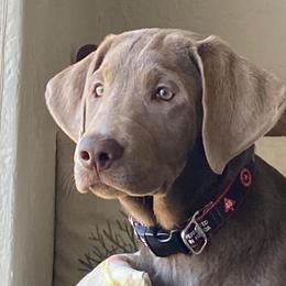 Sullivan - Labrador Retriever