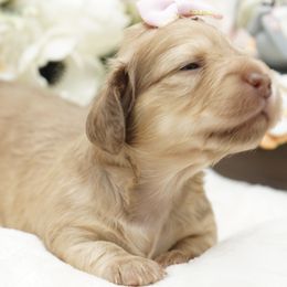 Dachshund Puppies from 30 Acre Woods Dachshunds