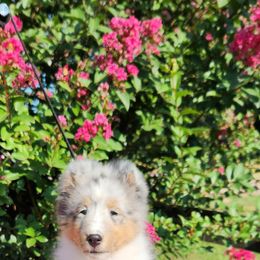 Shetland Sheepdog Puppies from Ambrozia Kennels