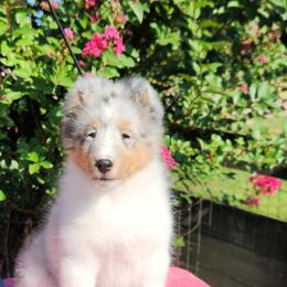 Shetland Sheepdog Puppies from Ambrozia Kennels