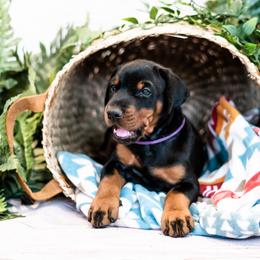 Doberman Pinscher Puppies from Imperium Dobermann Kennel
