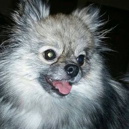 Pomeranians from Moonlite Poms
