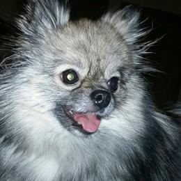 Pomeranians from Moonlite Poms