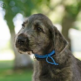 Irish Wolfhound Puppies from Steppin'wolf Irish Wolfhounds