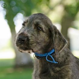 Irish Wolfhound Puppies from Steppin'wolf Irish Wolfhounds