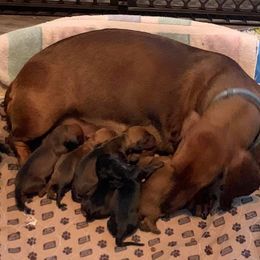 Dachshunds and Shih Tzus from Merisue's Shih Tzu's and Dachshunds