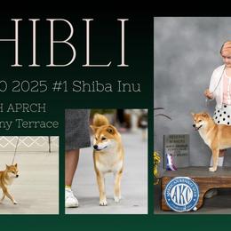 Ghibli - Shiba Inu