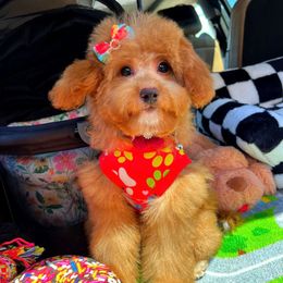 BabyKaia - Red female Maltipoo puppy in Sugar Land, Texas from Celebrity Maltipoos